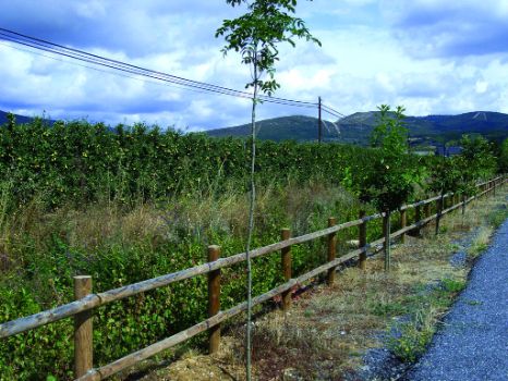 Perales junto al camino